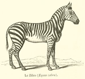 Le Zebre, Equus zebra (kaiverrus) tekijältä French School