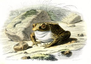 Rupikonna (Bufo vulgaris) - Bernard Germain de Lacepeden (1856-1925) luonnonhistoriallinen lautanen, painos P.Furme, Pariisi tekijältä French School