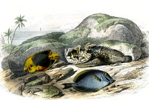 Kolmiväri (Holocanthus tricolor), kamala ja tikku (Acanthurus Surgery) - Bernard Germain de Lacepeden (1856-1925) Histoire Naturelle -kokoelmasta poimima levy, painos P.Furme, Pariisi tekijältä French School