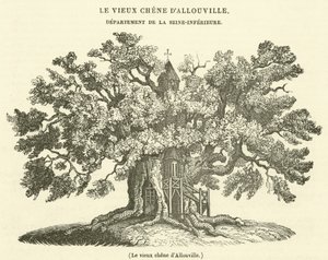 Allouvillen vanha tammi (kaiverrus) tekijältä French School