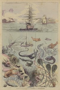 Les Explorations Sous-Marines Du Talisman Et Du Travailleur (väriliitos) tekijältä French School