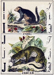I-kirjain Indri (Lemurien); J Jaguar. Kaiverrus "" Alphabet des animaux sauvages"". 9. sarja. Kuvia Epinalista, Pellerin, paino-kustantaja, noin 1870. Kaiverrukset puuhun, stenciloitu. 16 sivua. Mitat: 20 x 15 cm. Yksityinen kokoelma tekijältä French School