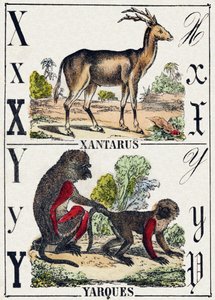 Kirjain X Xantarus; Y Yarques. Kaiverrus "Wild Animals Alphabet". 9. sarja. Kuvia Epinalista, Pellerin, kirjapaino-kustantaja, n. 1870. Kaiverrukset puuhun, stensiili. 16 sivua. Koko: 20 x 15 cm. Yksityinen kokoelma tekijältä French School