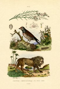 Linnet, 1833-39 tekijältä French School