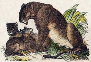 Naarasleijona. Kaiverrus "" Alphabet des animaux sauvages"". 9. sarja. Kuvia Epinalista, Pellerin, paino-kustantaja, noin 1870. Kaiverrukset puuhun, stenciloitu. 16 sivua. Mitat: 20 x 15 cm. Yksityinen kokoelma tekijältä French School