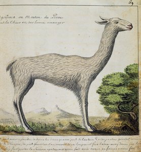 Llama, Peru, akvarelli lokikirjasta. Jacques Gouin de Beauchesne (1652-1730), Compagnie royale de la Mer du Sudin kapteeni, 1698-1701, Ranska tekijältä French School
