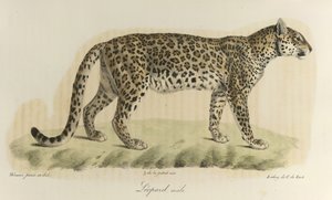 Leopardi, uros. Urosleopardi, kirjasta "Natural History of Mammals" (väri litho) tekijältä French School