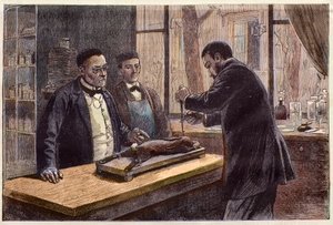 Louis Pasteur (1822-1895), ranskalainen kemisti ja mikrobiologi, kokeilee kloroformoidulla kanilla etsiessään lääkettä raivotautiin. tekijältä French School