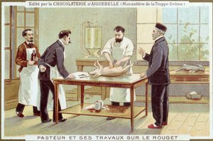 Louis Pasteur (1822-95) työskentelee tuhkarokkotutkimuksen parissa, mainoskortti Chocolaterie dAiguebellelle