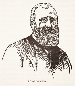Louis Ranvier tekijältä French School