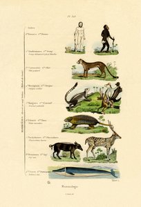 Mammalogy, 1833-39 tekijältä French School