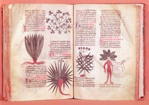 Mandrake, Dioscoridesin sopimuksesta (40-n. 90 jKr.) tekijältä French School