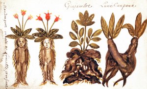 Mandrake, inkivääri, Luna Campana tekijältä French School