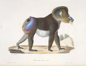 Mandrilli, uros, vanha. Vanha mandrillipaviaani, Natural History of Mammals (väri litho) tekijältä French School