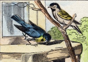 Viesti. Kaiverrus "Buffon Alphabet des Oiseaux n 1". 3. Serie N 1. Epinalin kuvantaminen, Epinal, 1800-luvun loppu. 16 sivua. Mitat: 28 x 21 cm tekijältä French School