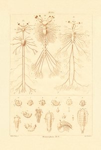 Metamorphosis, 1833-39 tekijältä French School