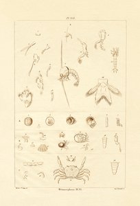 Metamorphosis, 1833-39 tekijältä French School