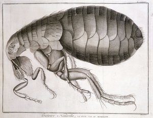 Mikroskooppi - julkaisussa "Encyclopedia", Diderot et d