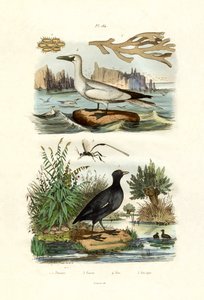 Moss Animal, 1833-39 tekijältä French School