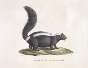 Skunk. Skunk, de la història natural dels mamífers (litografia de color) finlandès tekijältä French School