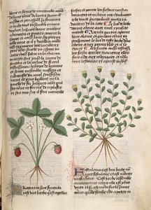 Ms Est 28 M 5.9 fol.75r Strawberry Plant, teoksesta "Grand Herbier", Pedanius Dioscorides (n. 40-90 jKr) tekijältä French School