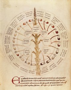 Ms Lat 11229 fol.19r Taulukko virtsan analyysiä varten, Petit Traite dhygiene et Medecine tekijältä French School