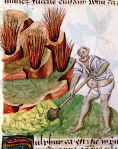 Ms Lat 993 L.9.28 f.123v Etsitkö rikkiä, Dioscorides De Herbis tekijältä French School