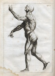 Ihmisen lihakset - - kaiverrus "Abstract Anatomy, sovitettu maalauksen ja kuvanveiston taiteeseen" - 1760 tekijältä French School