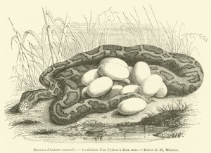 Luonnonhistoriallinen museo, Kaksiraitaisen Pythonin inkubaatio (kaiverrus) tekijältä French School
