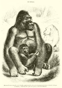 Luonnontieteellinen museo, Gorilla (kaiverrus) tekijältä French School