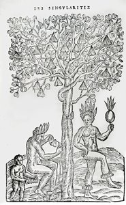 Nana fuit, lääkekasvi, kuvitus Singularities of France Antarktiquesta, Andre de Thevet, 1558 tekijältä French School