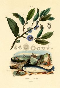 Napoleonin hattu, 1833-39 tekijältä French School