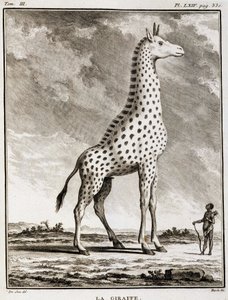 Luonnonhistoriallinen levy: La Giraffe - Buffonin "" Natural History, General and Particular -kirjassa". tekijältä French School