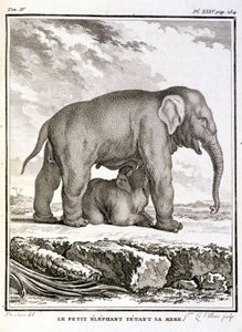 Luonnonhistoriallinen levy: Pieni norsu pilkkaamassa äitiään - Buffonin "" Natural History, General and Particular" -osassa tekijältä French School