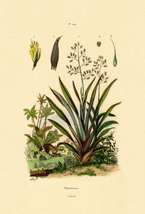 Uusi-Seelanti pellava, 1833-39 tekijältä French School