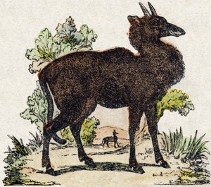 Nyl-ghau (Nyl ghau, intialainen eläin). Kaiverrus "Wild Animals Alphabet". 9. sarja. Kuvia Epinalista, Pellerin, kirjapaino-kustantaja, n. 1870. Kaiverrukset puuhun, stensiili. 16 sivua. Koko: 20 x 15 cm. Yksityinen kokoelma tekijältä French School