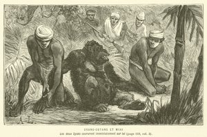 Orang-Outang Et Mias (kaiverrus) tekijältä French School