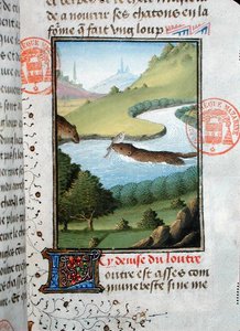 Saukko pyydystämässä kalaa, Gaston Phebus de Foixin (1331-91) Livre de la Chasse -teoksesta (pergamentti). tekijältä French School