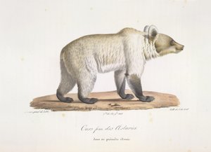 Asturian fem karhu. Naaras espanjalainen karhu, Natural History of Mammals (väri litho) tekijältä French School