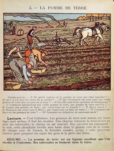 Sivu koulun oppikirjasta, joka havainnollistaa perunan viljelyä, n. 1910 tekijältä French School