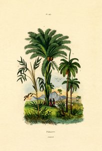 Palmut, 1833-39 tekijältä French School