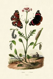 Peacock Butterfly, 1833-39 tekijältä French School