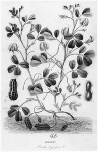Maapähkinä (Arachis hypogaea) tekijältä French School