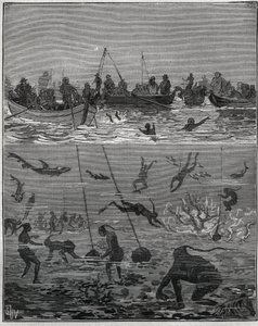 Pearl persikoita Ceylonissa (nykyinen Sri Lanka) 1800-luvulla. Kaiverrus vuodelta 1885 kirjassa "Les arts et metiers illustres", kirjoittanut Adolphe BITARD. tekijältä French School