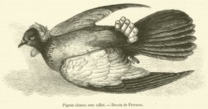 Kiinalainen kyyhkynen pillellä (kaiverrus) tekijältä French School