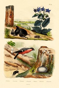 Pine Weevil, 1833-39 tekijältä French School