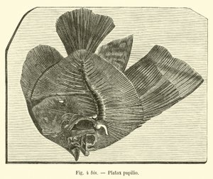 Platax-perhonen tekijältä French School