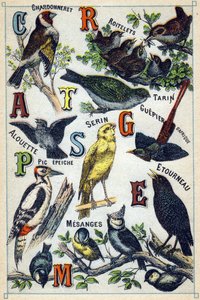 Levy 1: kultavarpu, wrens, siskin, kiuru, kanaria, afrikkalainen mehiläissyöjä, tikka, kottarainen, poikaset. Kaiverrus "lintujen tavukirjaimiin". Serie A. Pellerin et Cie, kirjapainot-kustantajat, Epinal, 1800-luvun loppu. Kromolitografit. Pieni 8- tekijältä French School
