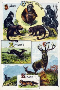 Levy 1: Apinat, oranki, antilooppi, hirvi, kettu. Kaiverrus "villieläinten tavuaakkosilla". Serie A. Pellerin et Cie, kirjapainot-kustantajat, Epinal, 1800-luvun loppu. Kromolitografiat. Pieni 8-sivuinen mainosalbumi, joka sisältää tavun ja tekijältä French School