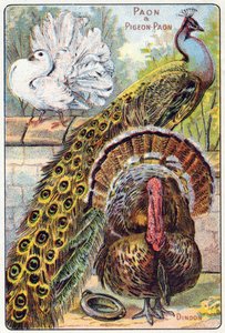 Levy 1: riikinkukko ja riikinkukkokyyhkynen, Turkki. Kaiverrus "lintujen ja matelijoiden tavuaakkosilla". Serie A. Pellerin et Cie, kirjapainot-kustantajat, Epinal, 1800-luvun loppu. Kromolitografit. Pieni 8-sivuinen mainosalbumi, joka sisältää tavun ja a tekijältä French School